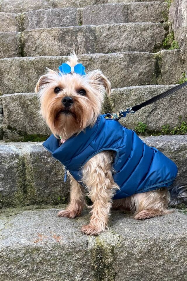 Salya Puffer su geçirmez köpek mont, Mavi