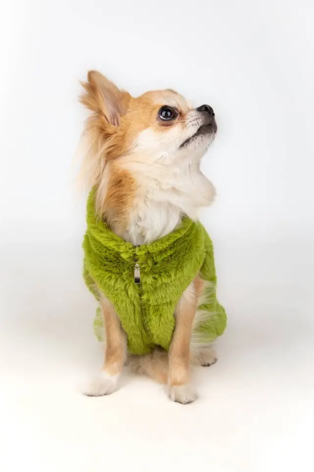 Salya Rabbit ultra soft peluş köpek kıyafeti, Yeşil