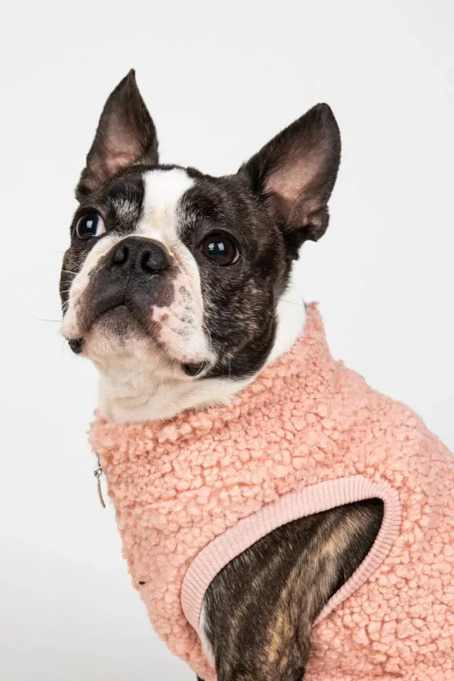 Salya Teddy peluş köpek kıyafeti, Pudra