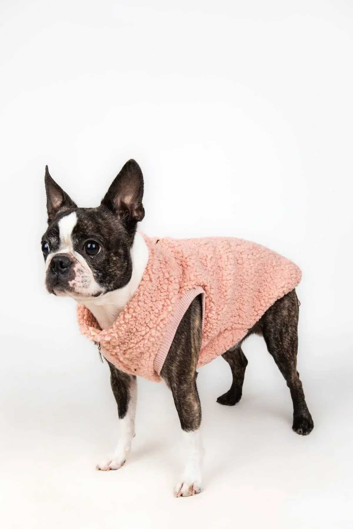 Salya Teddy peluş köpek kıyafeti, Pudra