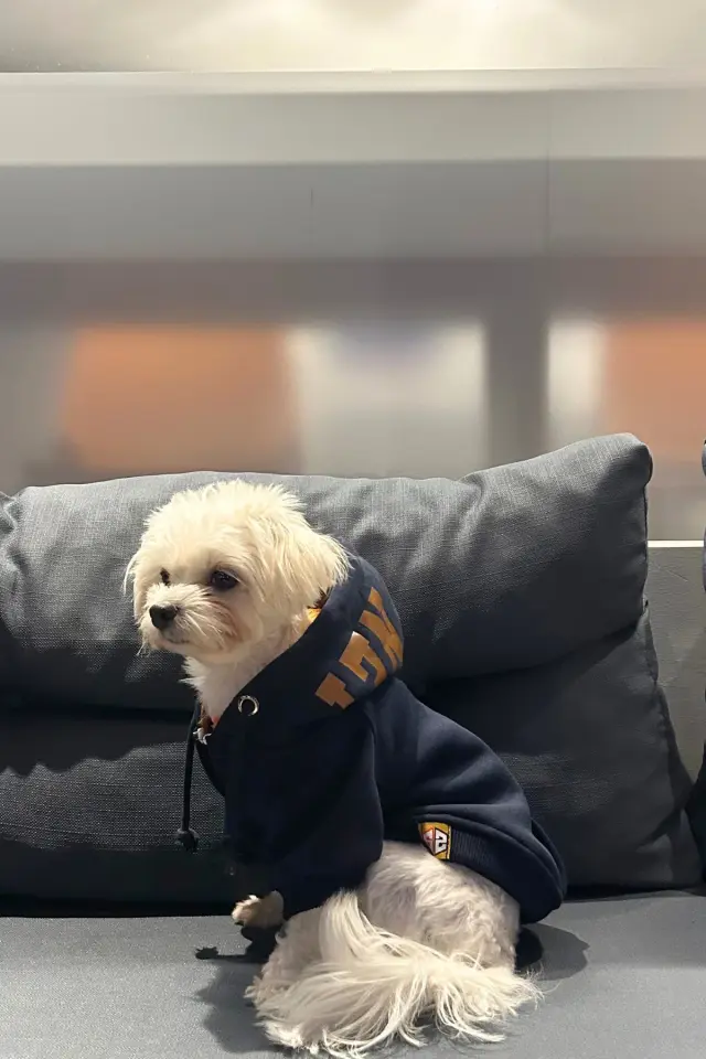 Salya Lacivert kapüşonlu köpek kıyafeti, Magnet Lacivert