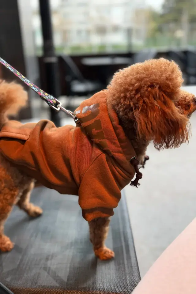 Salya Kahverengi kapüşonlu köpek kıyafeti, Magnet Kahve