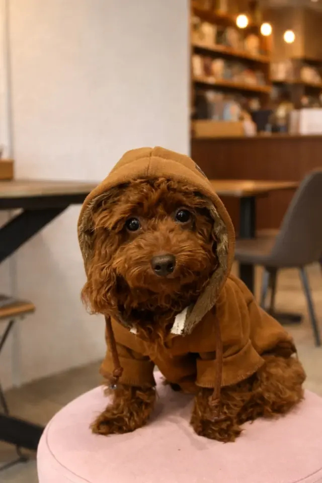 Salya Kahverengi kapüşonlu köpek kıyafeti, Magnet Kahve
