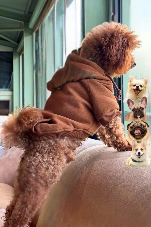 Salya Kahverengi kapüşonlu köpek kıyafeti, Magnet Kahve