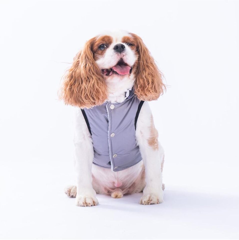Pawstar Gri Diametro Su Geçirmez Küçük Irk Köpek Yağmurluğu