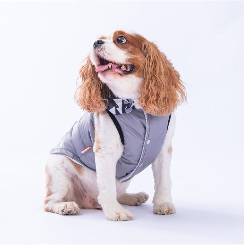 Pawstar Gri Diametro Su Geçirmez Küçük Irk Köpek Yağmurluğu