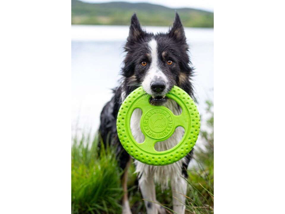 Kiwi Walker Dayanıklı Yüzen Mini Frizbi Köpek Oyuncağı