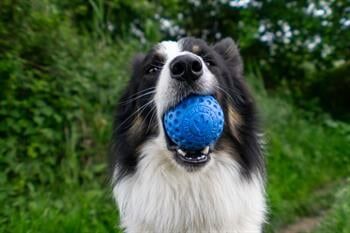 Kiwi Walker Dayanıklı Mini Ball Yüzen Köpek Oyuncağı