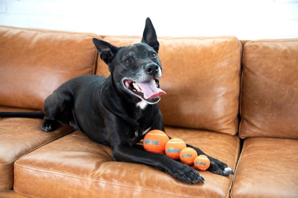 Petstages Squeaker Ballz Squeaky Tenis Topları, X-Small